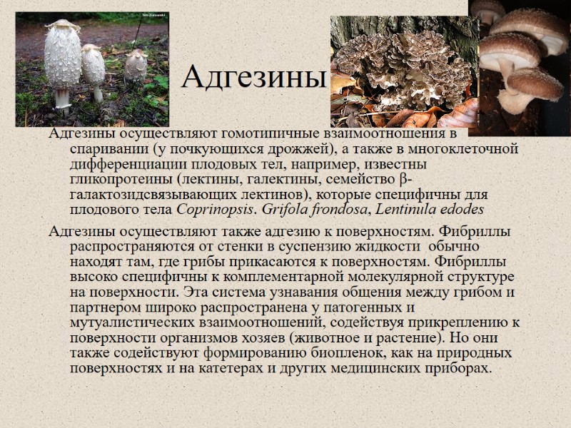 Адгезины Адгезины осуществляют гомотипичные взаимоотношения в спаривании (у почкующихся дрожжей), а также в многоклеточной